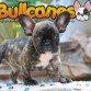 BULLCANES English and French bulldog puppies for Sale
Bulldog Ingles y bulldog frances a la venta!
http://www.bullcanes.net